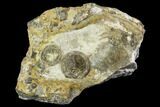 Two Edrioasteroid (Isorophusella) Fossils - Ontario #110554-1